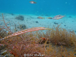 Trumpet Fish by Eric Walker 